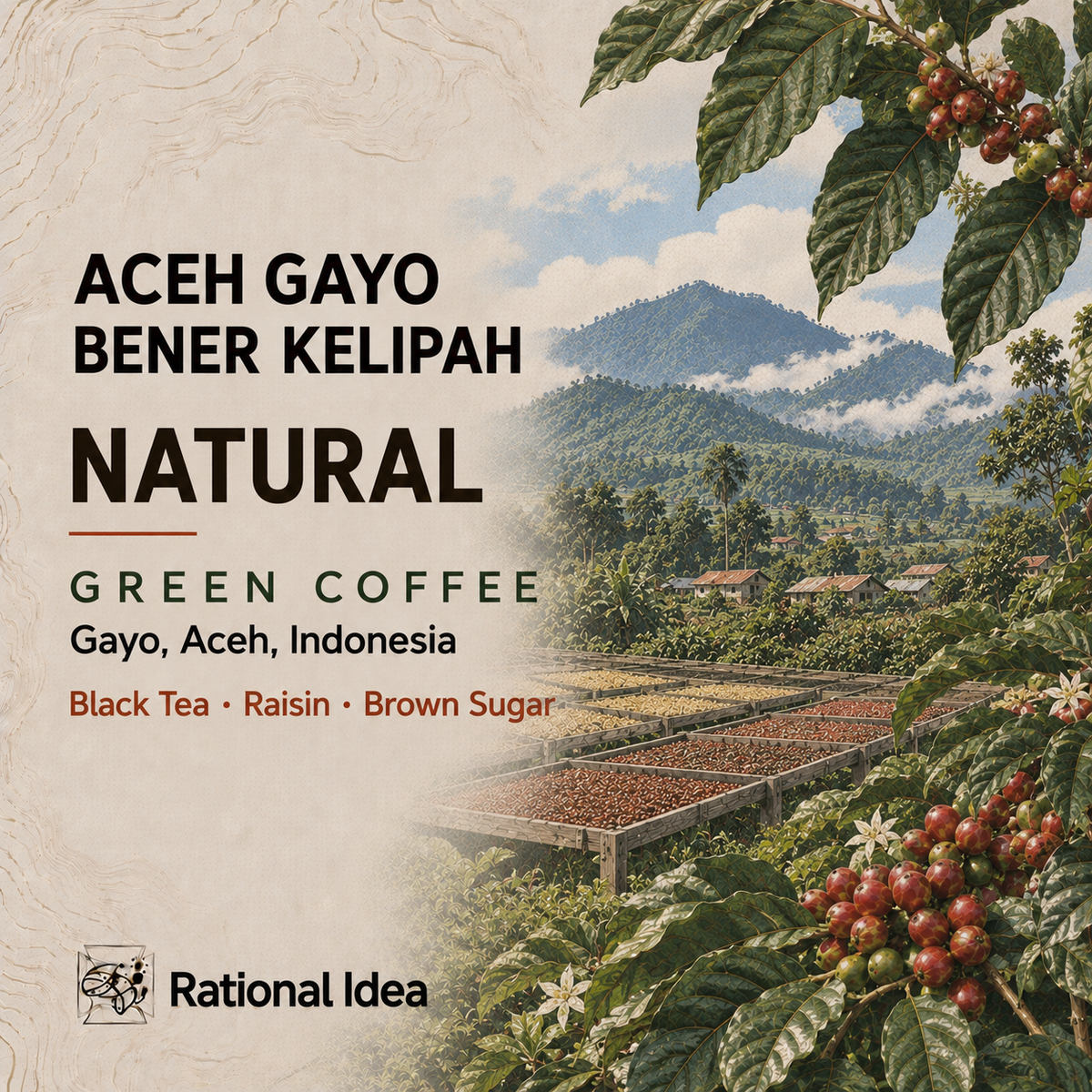 【NEW】コーヒー生豆 Aceh Gayo Bener Kelipah RI|Natural|4kg