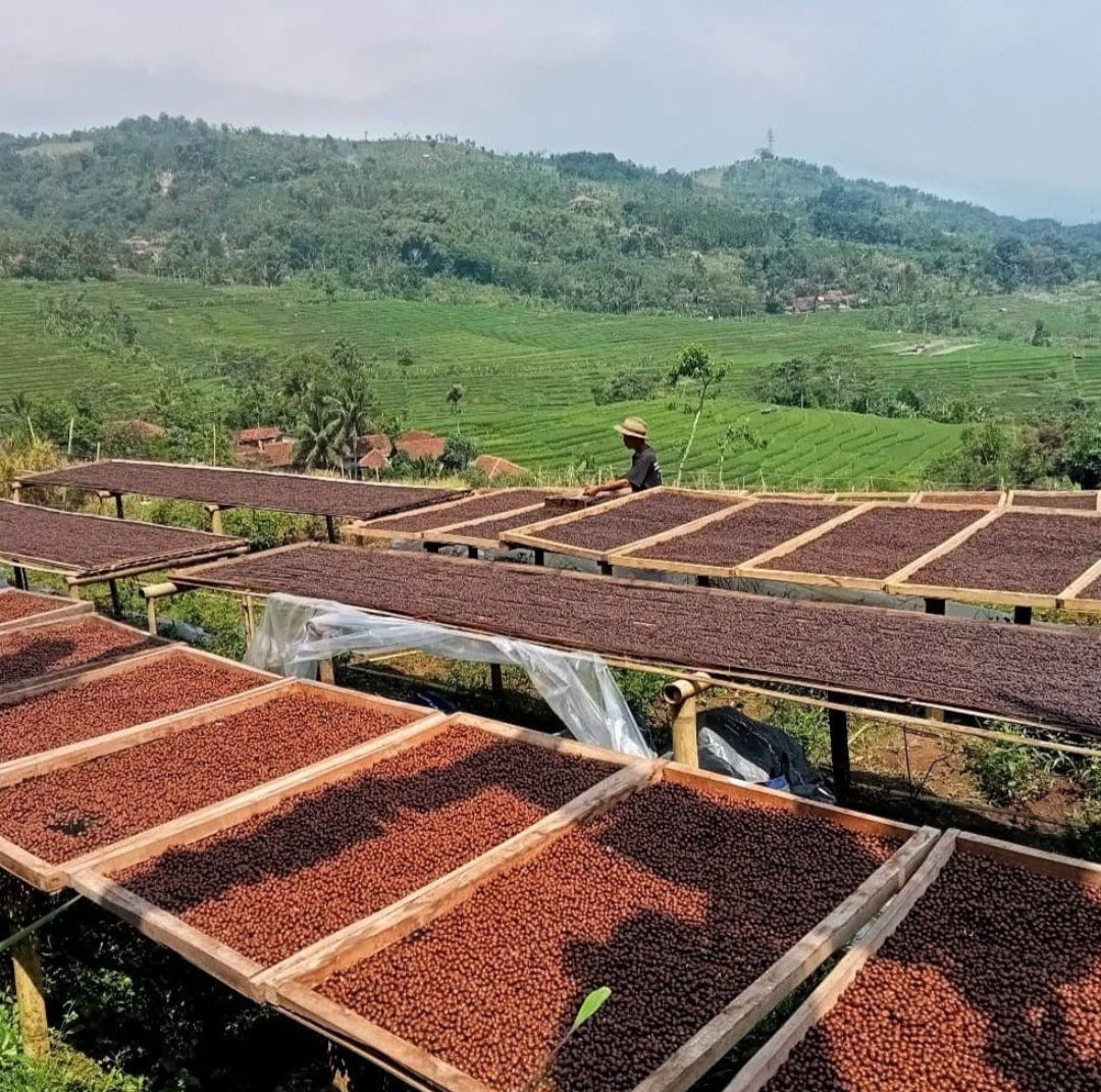 【NEW】コーヒー生豆 Majalaya Loa RI(Classic Natural)4kg真空パック