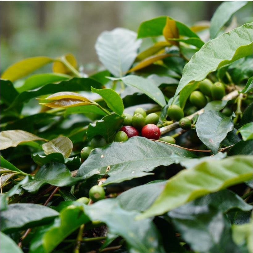 【完売】カスカラ Kamojang Wanoja RI 1kg(250g×4真空パック)