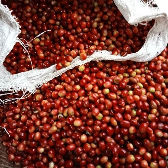 【残りわずか!】コーヒー生豆 Majalaya Loa RI(Red Honey)4kg真空パック