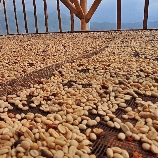 コーヒー生豆 Majalaya Loa RI(Natural Anaerobic)4kg真空パック