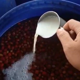 【完売】コーヒー生豆 Majalaya Loa RI(Lactic Natural)4kg真空パック