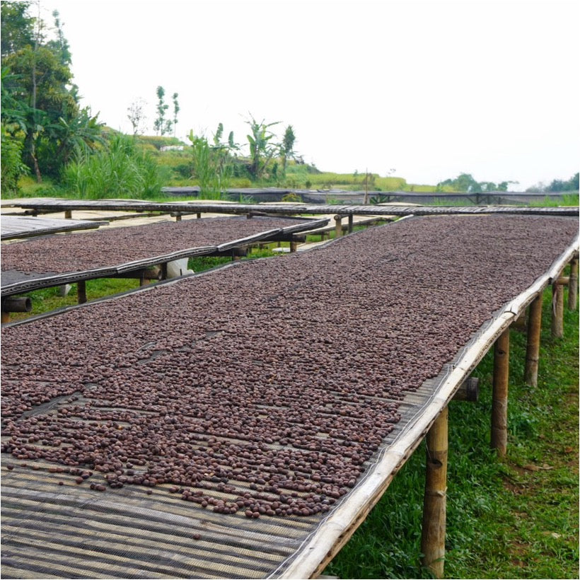 【残りわずか!】コーヒー生豆 Kamojang Wanoja RI(Anaerobic Honey)4kg真空パック