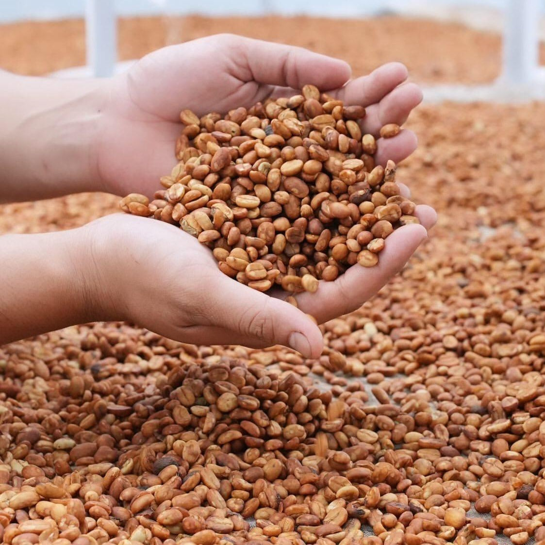 【完売】コーヒー生豆 Kamojang Wanoja RI(Extended Natural)4kg真空パック