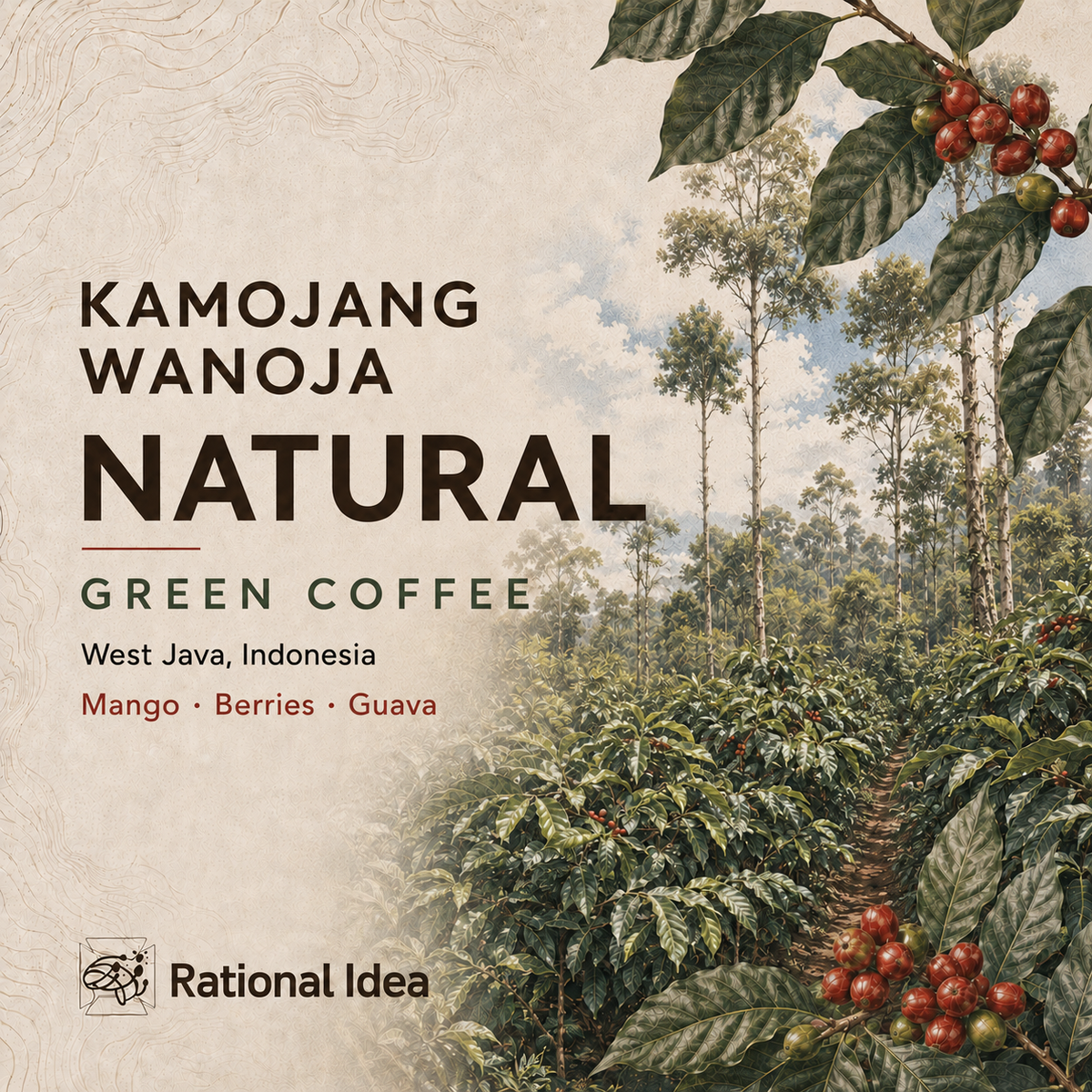 【10%OFF】コーヒー生豆 Kamojang Wanoja RI｜Natural｜4kg