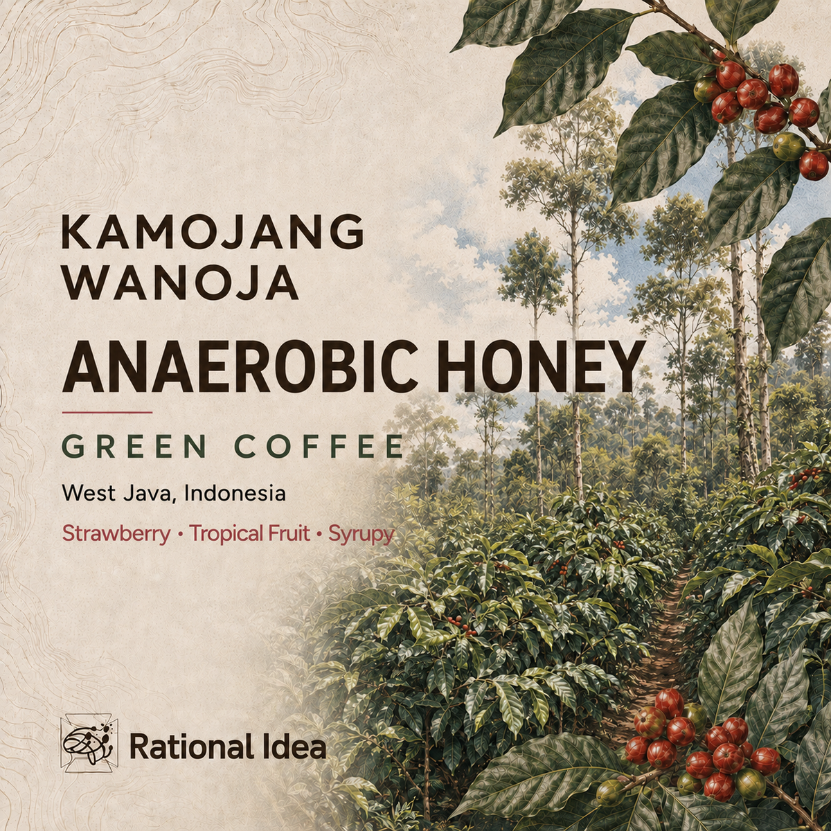 【完売】コーヒー生豆 Kamojang Wanoja RI｜Anaerobic Honey｜4kg