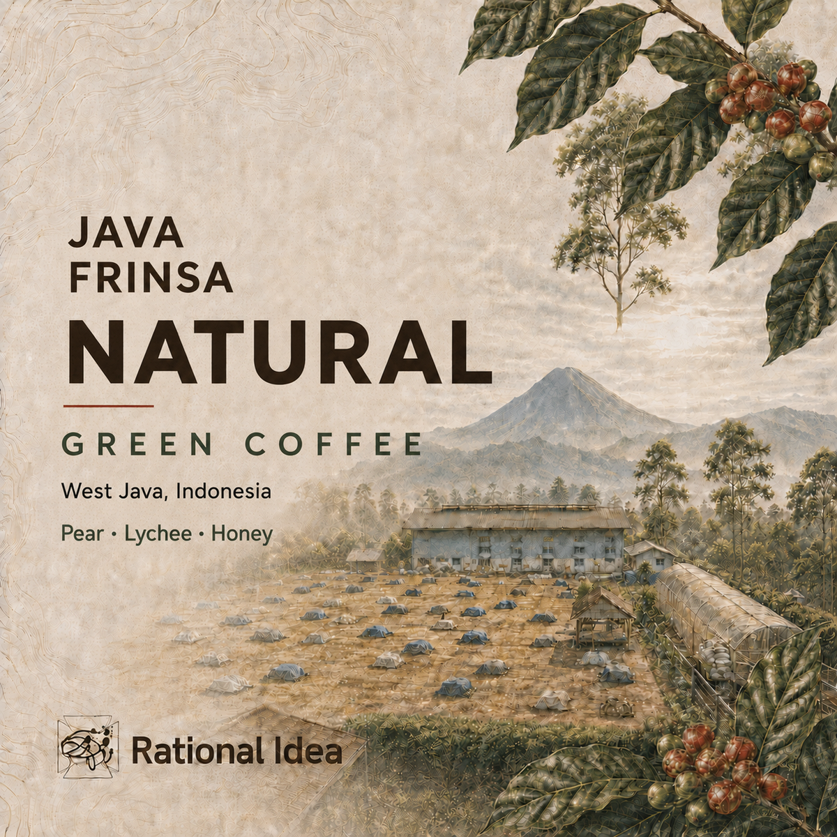 【NEW】コーヒー生豆 Java Frinsa RI｜Natural｜4kg