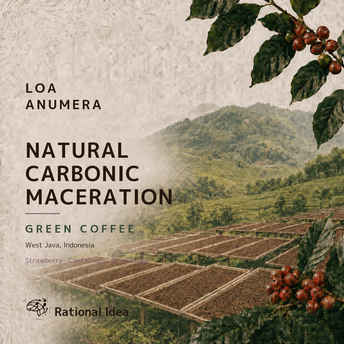 【完売】コーヒー生豆 Loa Anumera RI｜Natural Carbonic Maceration｜4kg