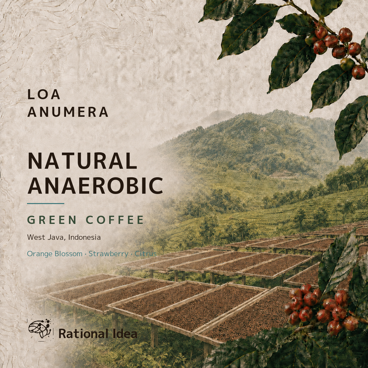 【10%OFF】コーヒー生豆 Loa Anumera RI｜Natural Anaerobic｜4kg