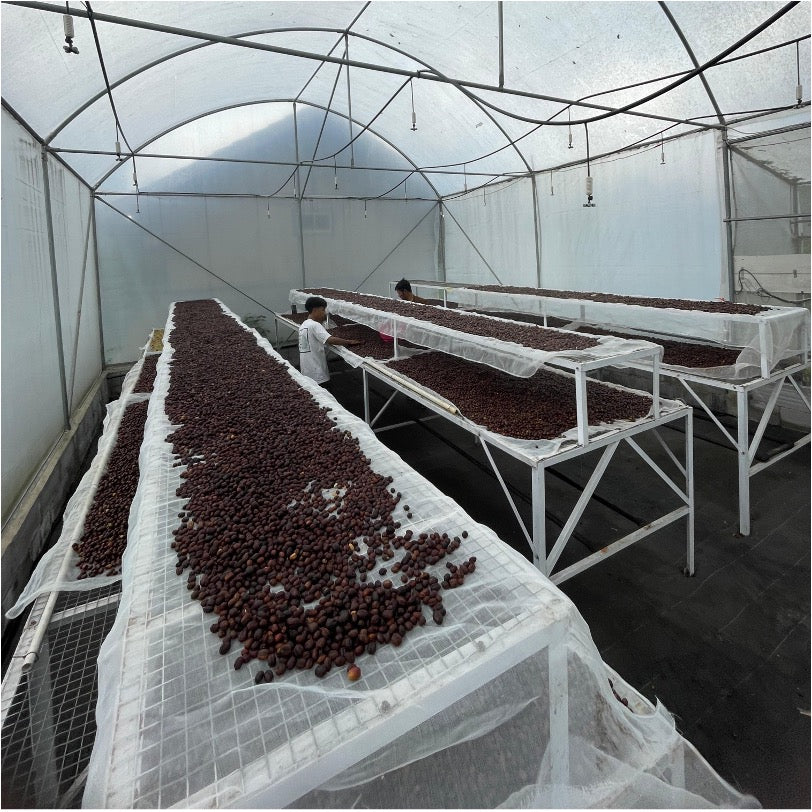 【残りわずか！】コーヒー生豆 Kamojang Wanoja RI（Geothermal Classic Honey）4kg真空パック