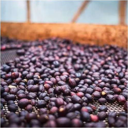 コーヒー生豆 Kamojang Wanoja RI（Natural）4kg真空パック