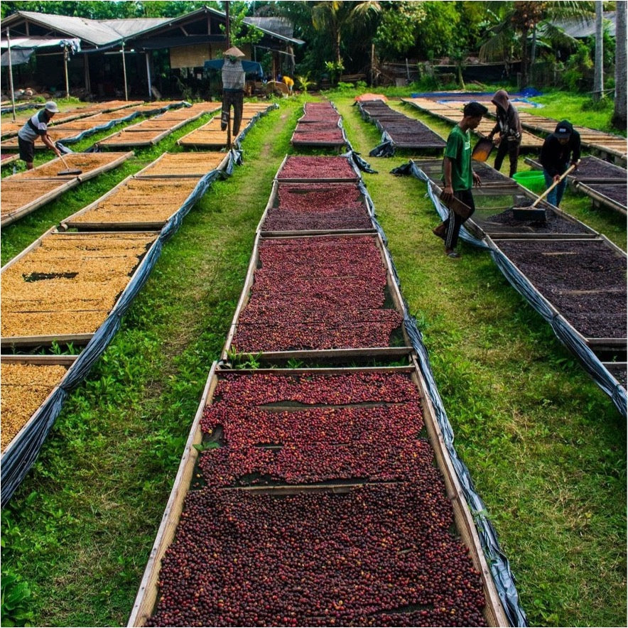 【完売】コーヒー生豆 Ijen Lestari RI（Carbonic Maceration Natural）4kg真空パック