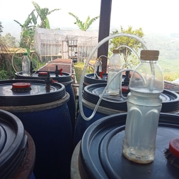 コーヒー生豆 Majalaya Loa RI（Natural Carbonic Maceration）4kg真空パック