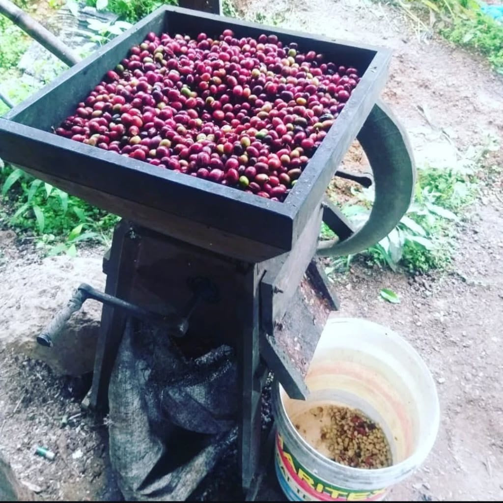 【完売】コーヒー生豆 Mandheling Komanja RI（Wethull）4kg真空パック