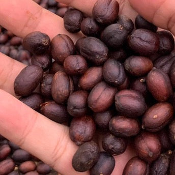 コーヒー生豆 Kamojang Wanoja RI（Full Washed）4kg真空パック