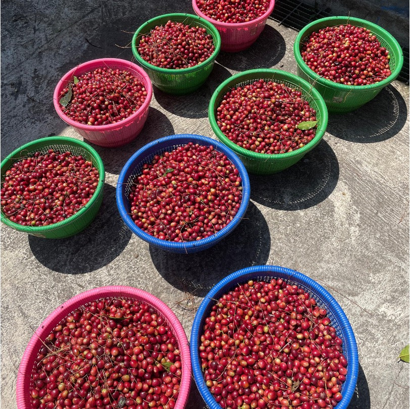 コーヒー生豆 Kamojang Wanoja RI（Wine）4kg真空パック